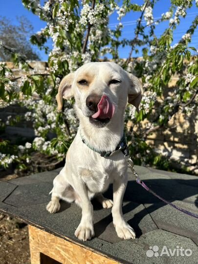 Метис джек рассела в добрые руки