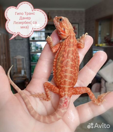 Бородатая агама