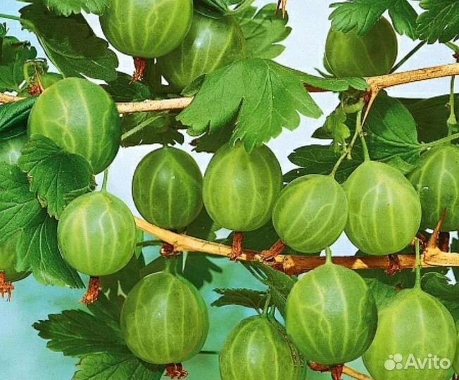 Плодовые деревья,кустарники, многолетники