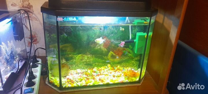 Аквариум с рыбками