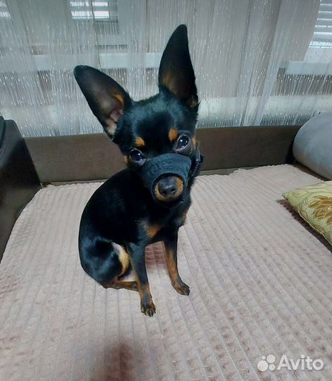 Русский той-терьер мини