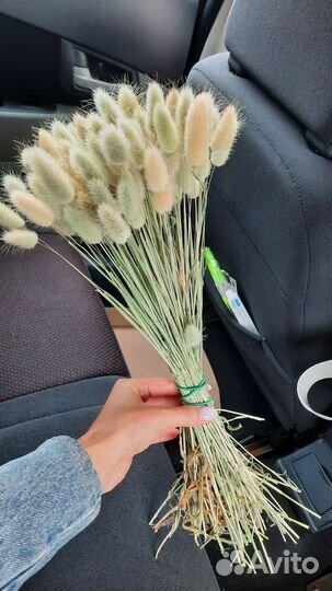 Сухоцветы лагурус