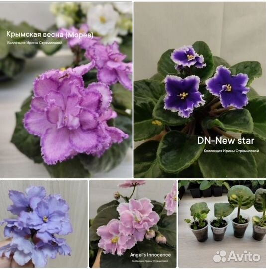 Фиалки лист с детками