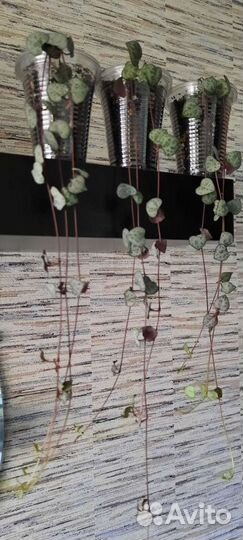 Церопегия Вуда