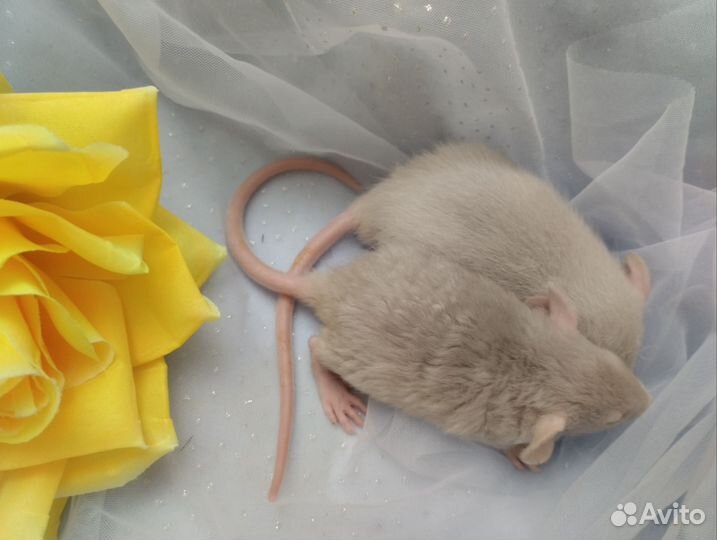 Крысята. Дамбо.очень редкого окраса