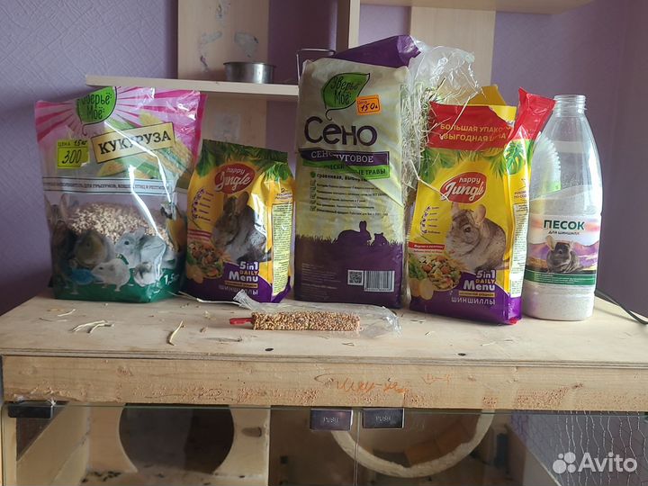 Шиншилла со всем комплектом