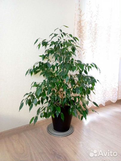 Фикус бенджамина большой