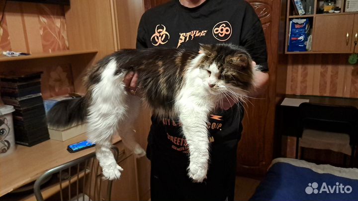 Котята мейн-кун