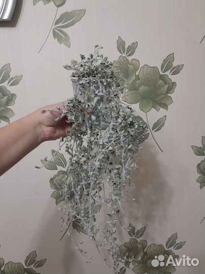 Дихондра серебристая