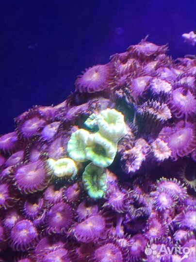Морские кораллы для аквариума