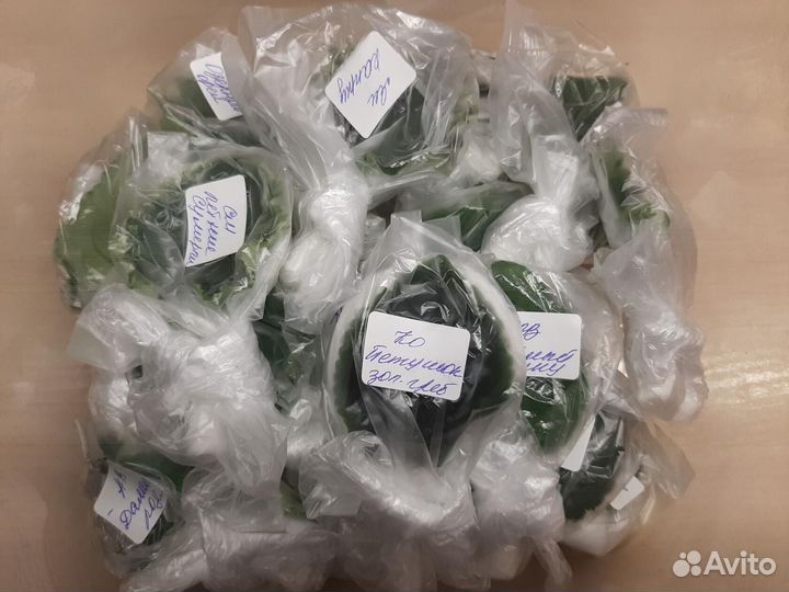 Фиалка. Фиалки. Лист