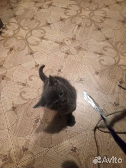 Кошка в дар