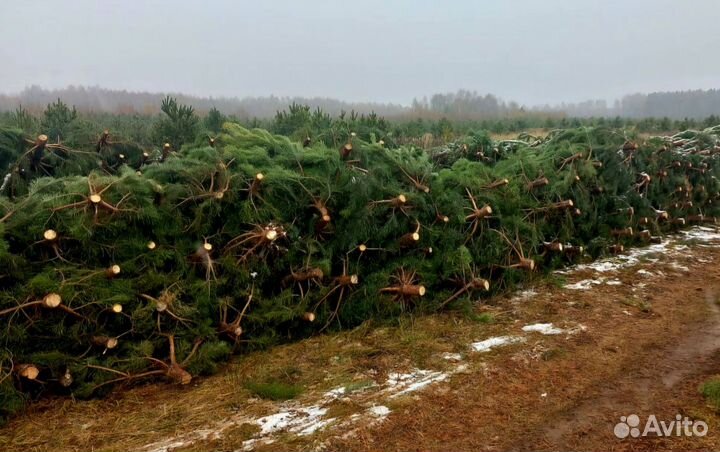 Новогодняя Живая Сосна Оптом