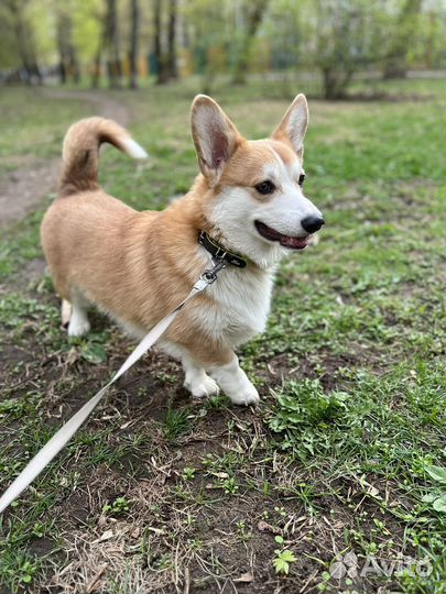 Вельш-корги пемброк вязка