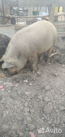 Свиноматка