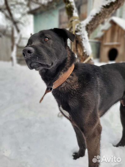 Пёсик ищет себе Семью