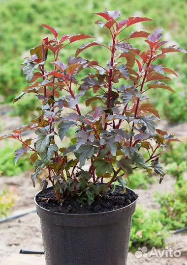 Пузыреплодник калинолистный