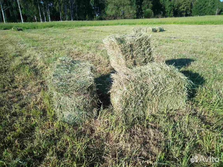 Сено в кипах