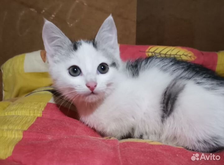 Котик малыш 1,5 мес