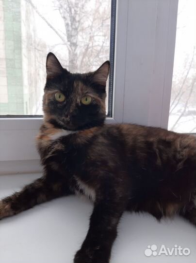 Кошка в дар