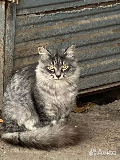 Погибают котята