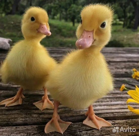 Утята стар 53