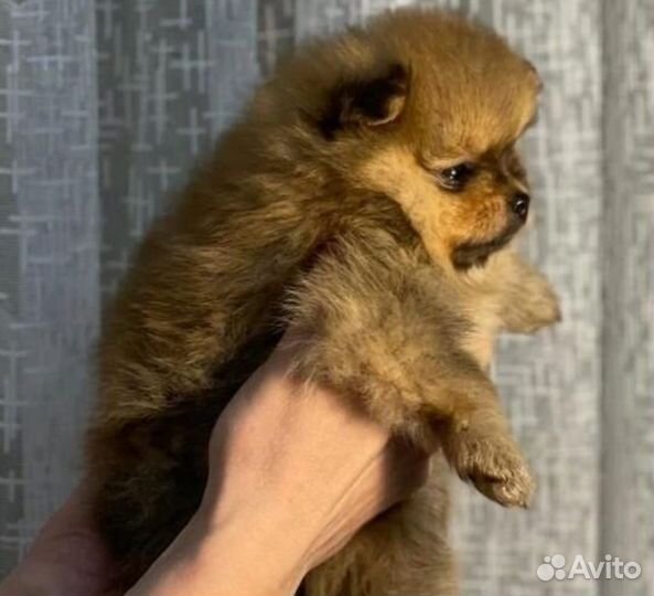 Щенки шпица