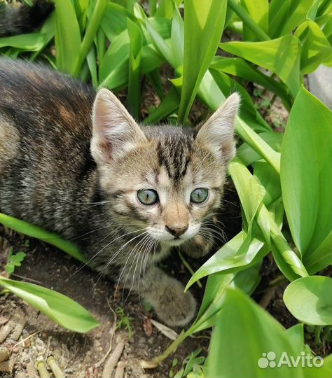 Кошечки бесплатно