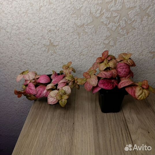 Фиттония розовая