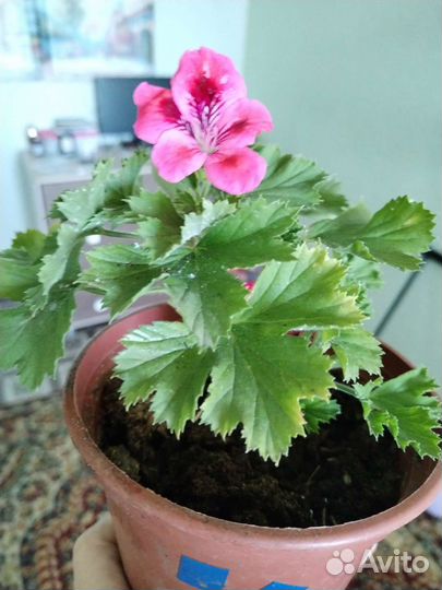 Пеларгония герань душистая