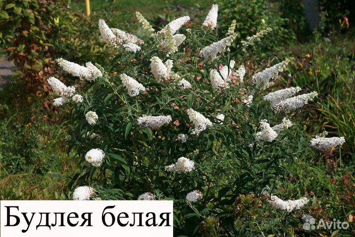 Буддлея белая