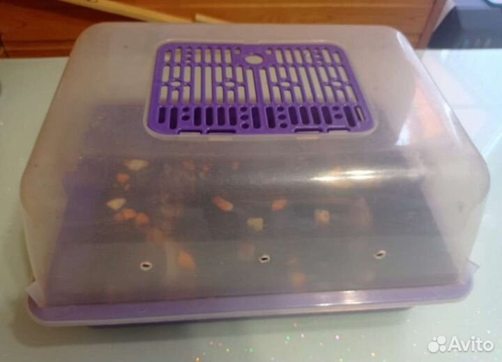 Улитки ахатины