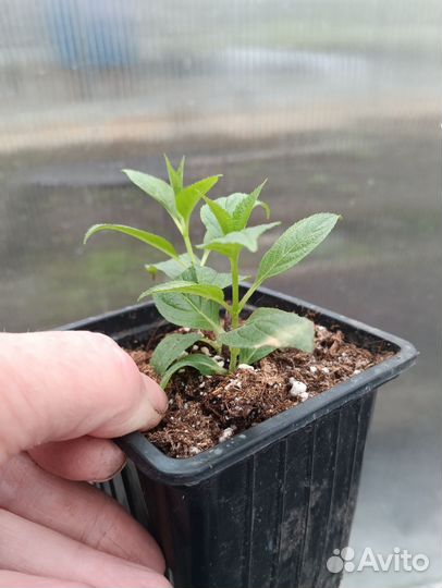 Укорененные черенки гортензии