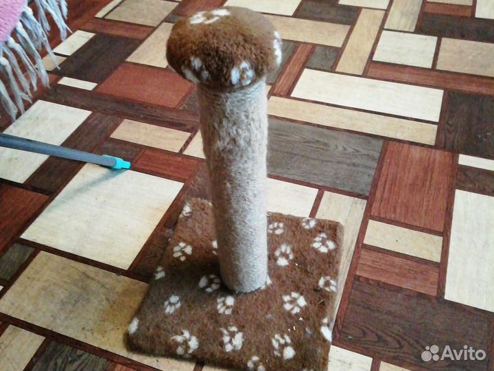 Когтеточка