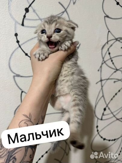 Шотландские котята