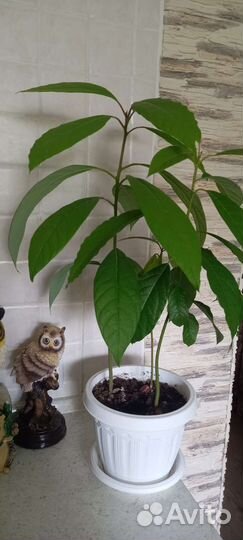 Комнатные растения цветы