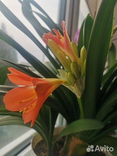 Кливия цветущая