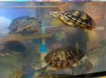 Красноухие Черепахи с аквариумом