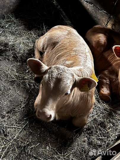 Корова дойная с теленком на подсосе