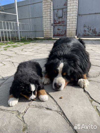 Бернский зенненхунд Вязка