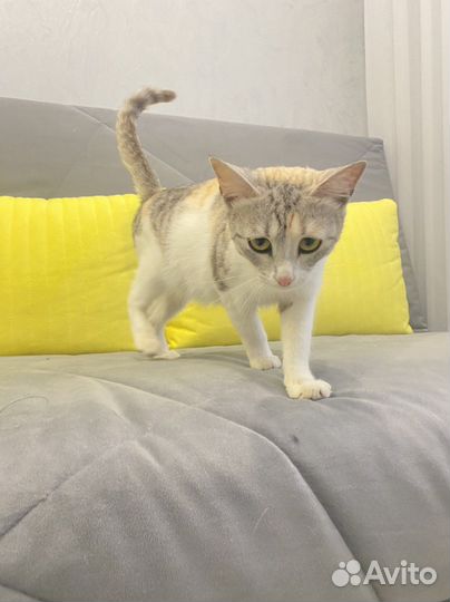 Кошка стерилизованная