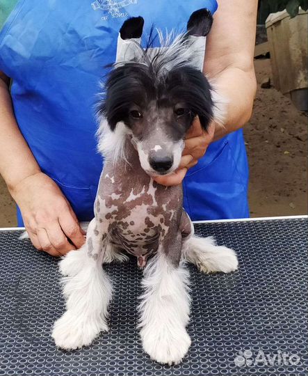 Китайская хохлатая голая