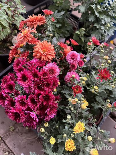 Хризантема мультифлора