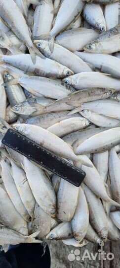 Свежемороженная рыба пелядь оптом