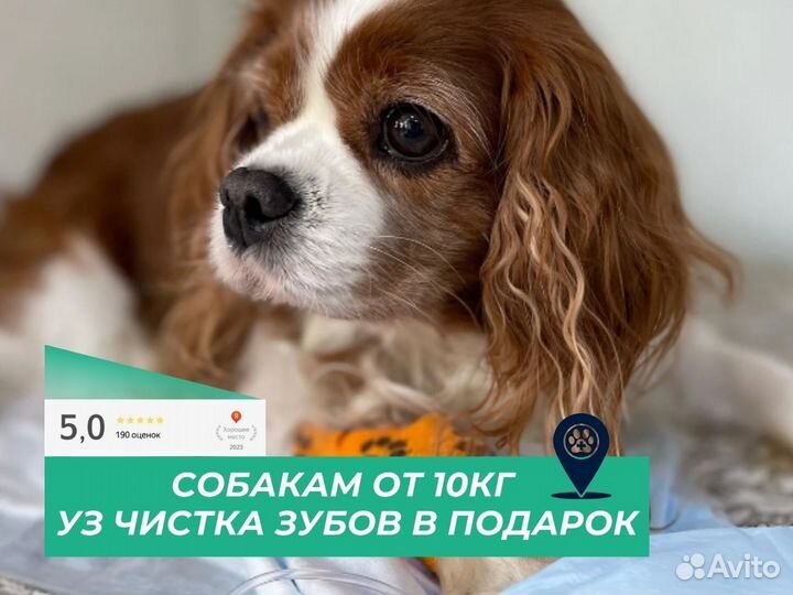 Стерилизация кастрация животных