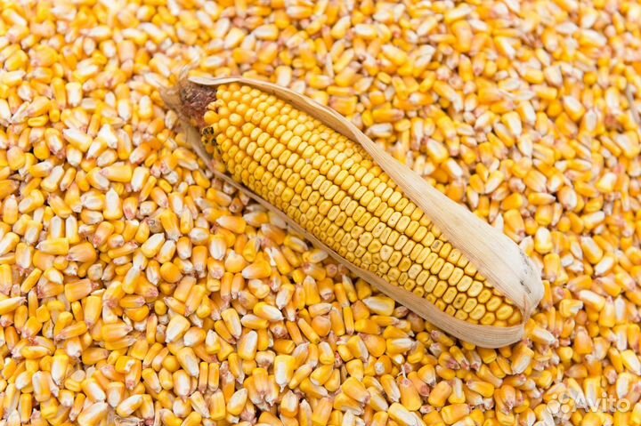 Корма для животных