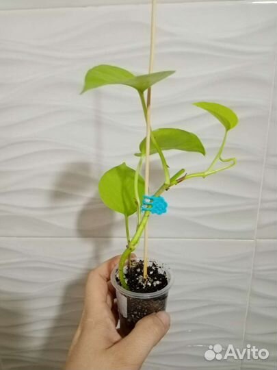 Лианы, сциндапсусы, монстеры, филодендроны