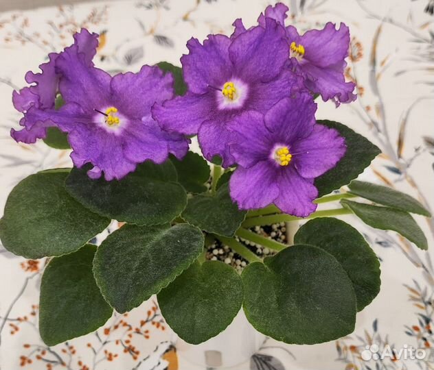 Цветущие фиалки