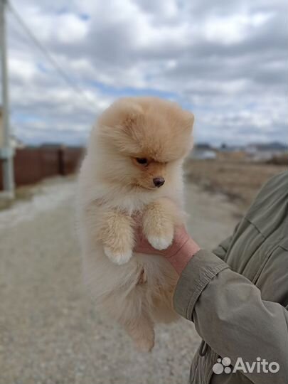 Щенки шпица, РКФ