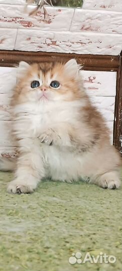 Британская золотая шиншилла длинношерстная